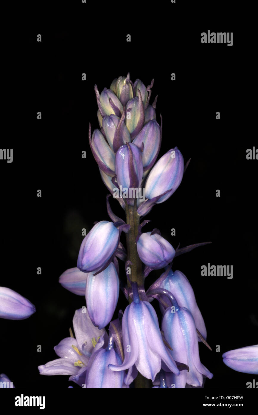 Bluebell Blüten öffnen. Hyacinthoides hispanica Stockfoto