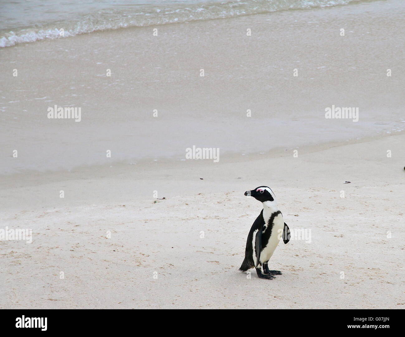 Pinguin in Südafrika Stockfoto