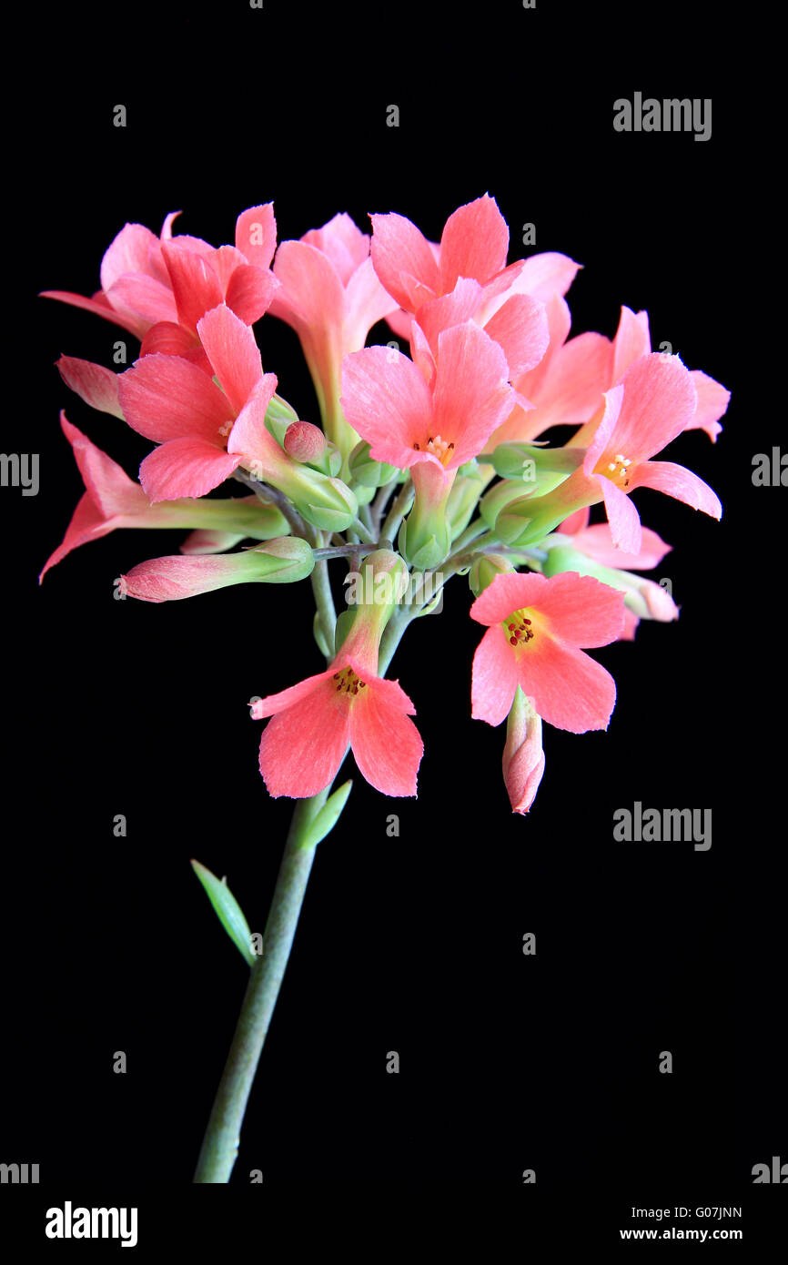 Kalanchoe  01 HK schwarzen Hintergrund. Stockfoto