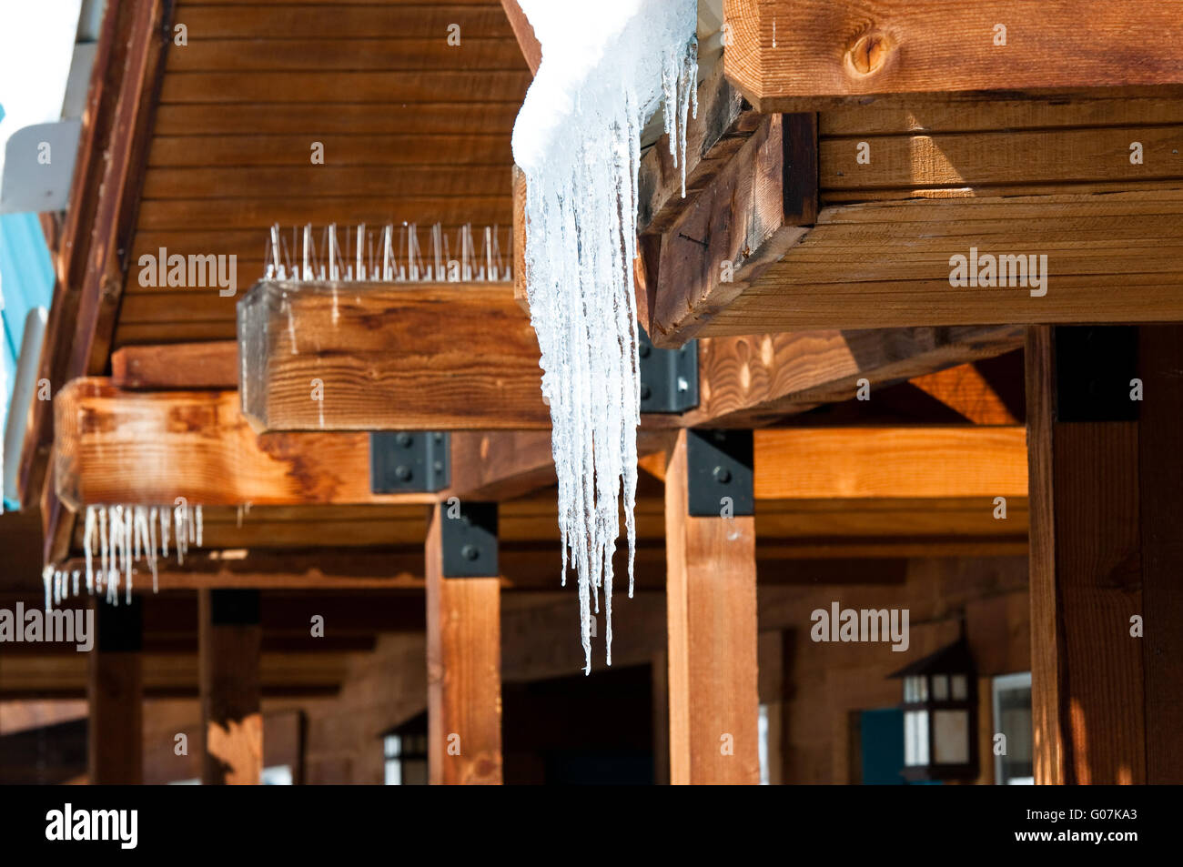 Icycles hängen aus Zeder Dach Stockfoto