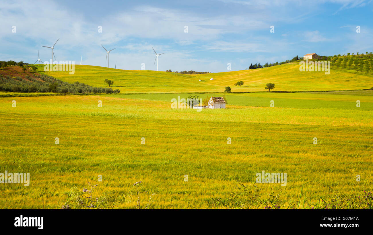 in der Nähe von Sierra de Yeguas, Provinz Malaga, Andalusien, Südspanien.  Landwirtschaft.  Pflanzen wachsen. Stockfoto