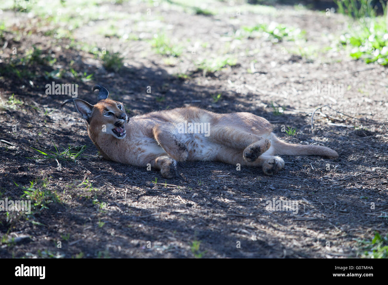 Karakal, afrikanische Lynx, Südafrika Stockfoto