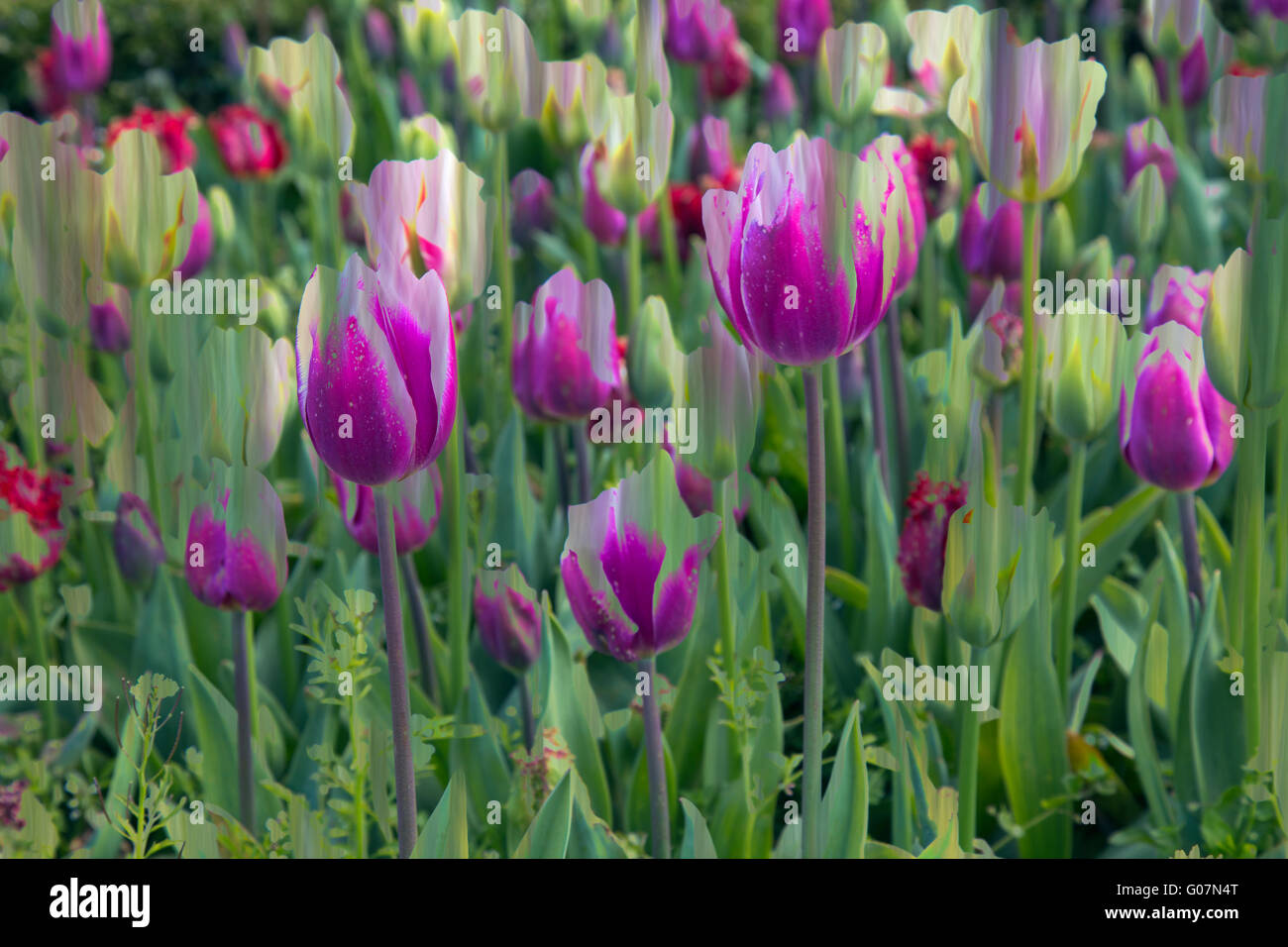 Gemischte Tulpen im Frühling Blumen Bett Norfolk mit Multi-Exposure-Techniken Stockfoto