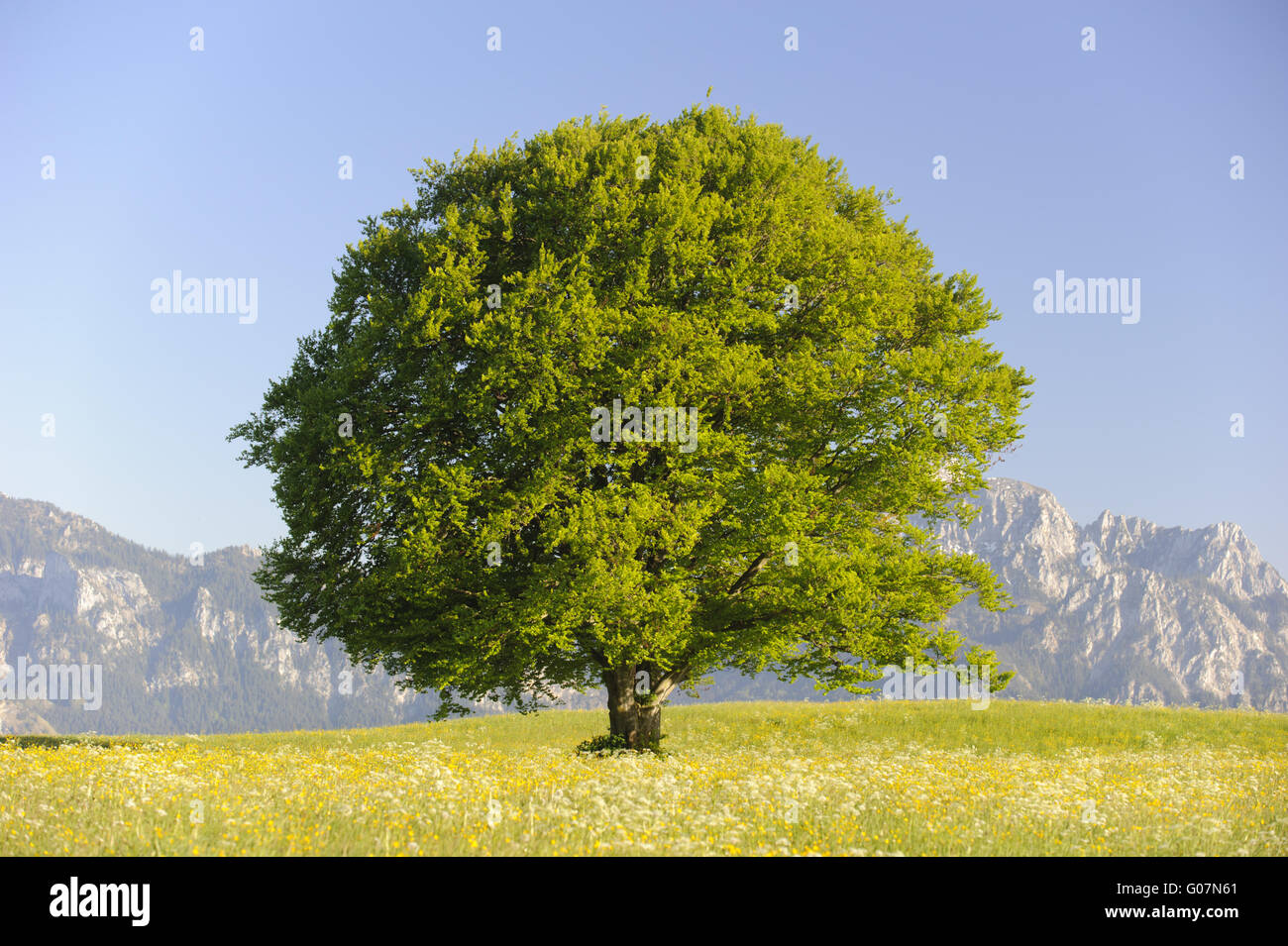 einzelne große alte Buche im Frühjahr in Alpen Stockfoto