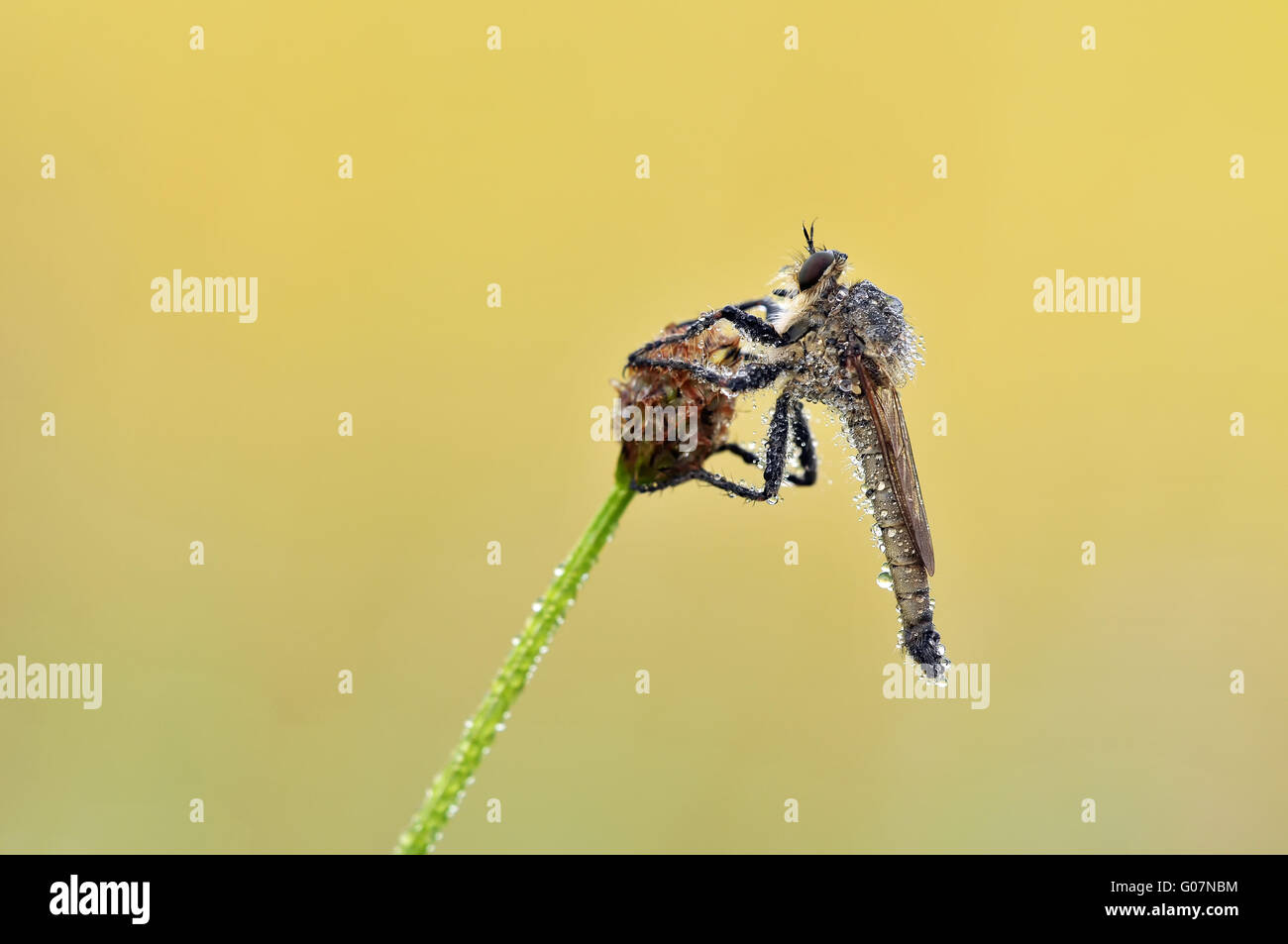 Robber Fly mit Tautropfen Stockfoto