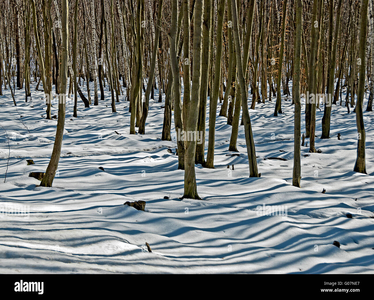Wald mit Licht und Schatten auf dem schneebedeckten Boden Stockfoto