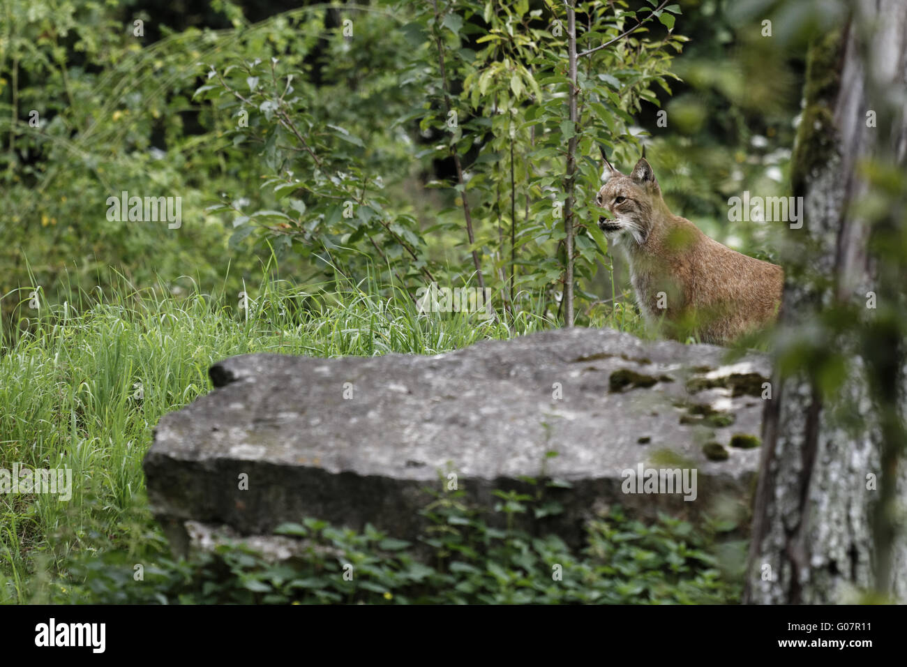 Luchs, Eurasischen Luchs, nördlichen Luchs Lynx lynx Stockfoto