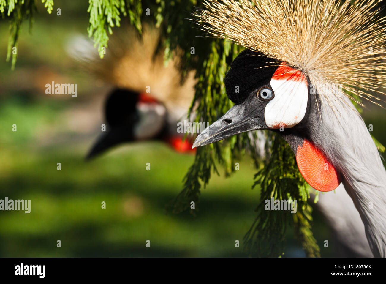 Grey gekrönter Kran (Balearica Regulorum gibbericep Stockfoto