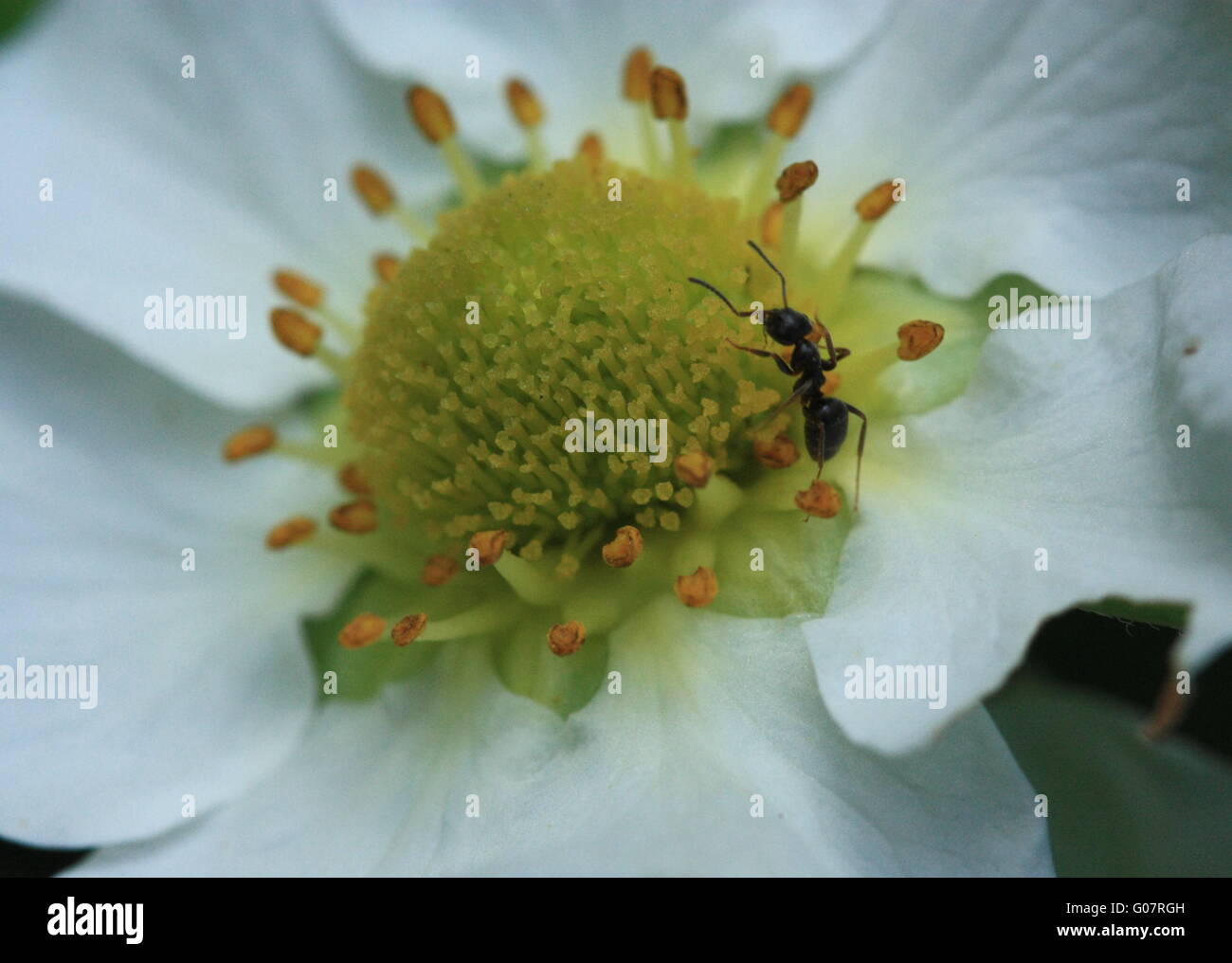 Gelben Staubgefäßen mit Ant Stockfoto