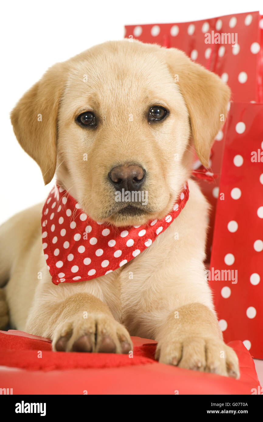 Labrador Retriever Welpen Stockfoto