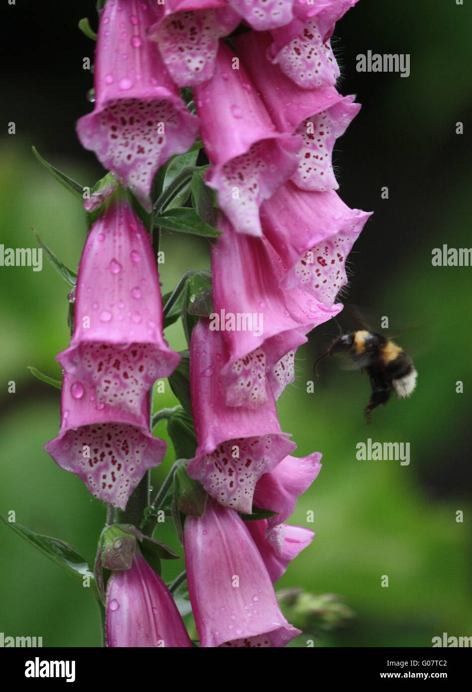 Fingerhut, mit Insekt-Ansatz Stockfoto