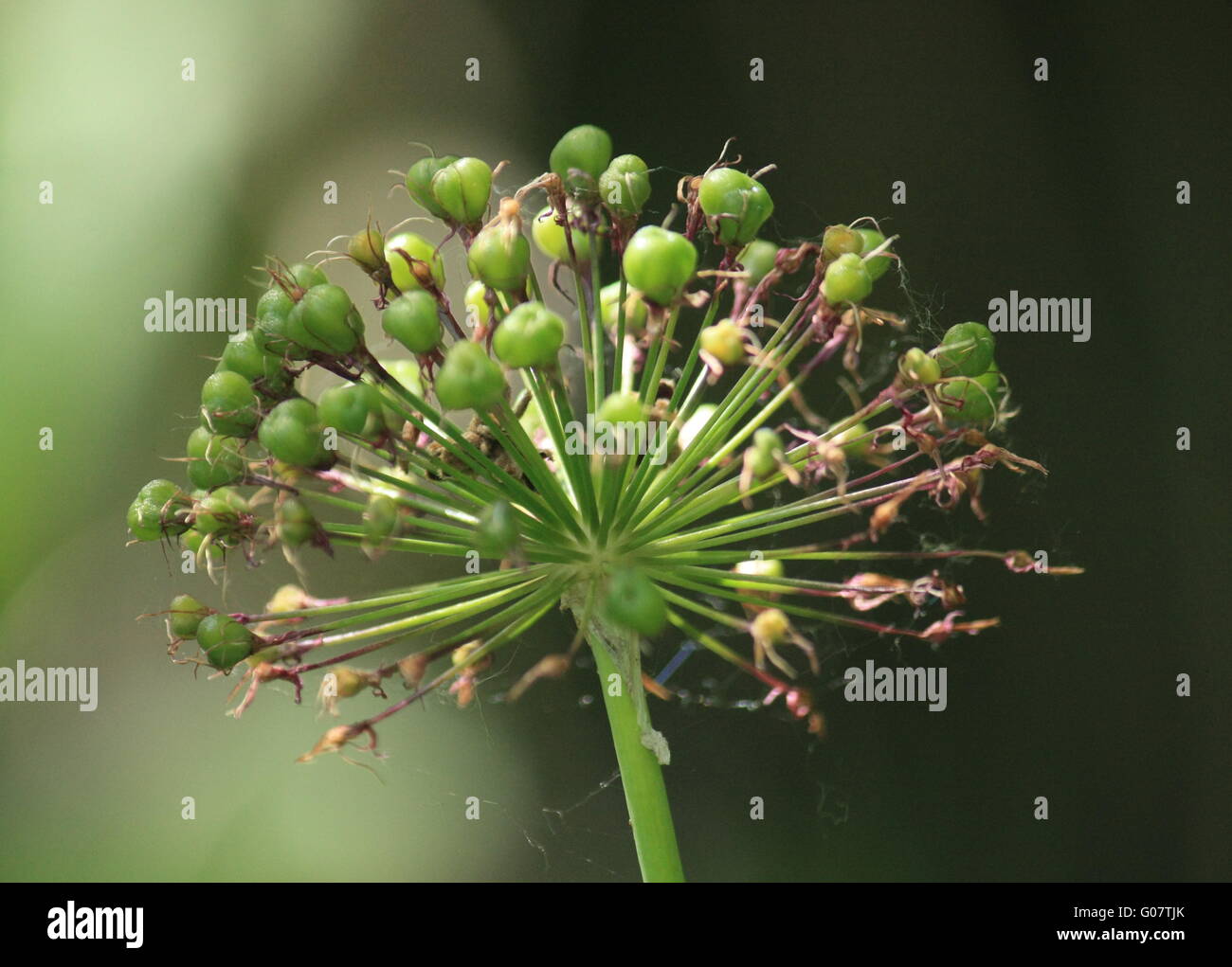 Allium gesetzt Fotos und Bildmaterial in hoher Auflösung Alamy