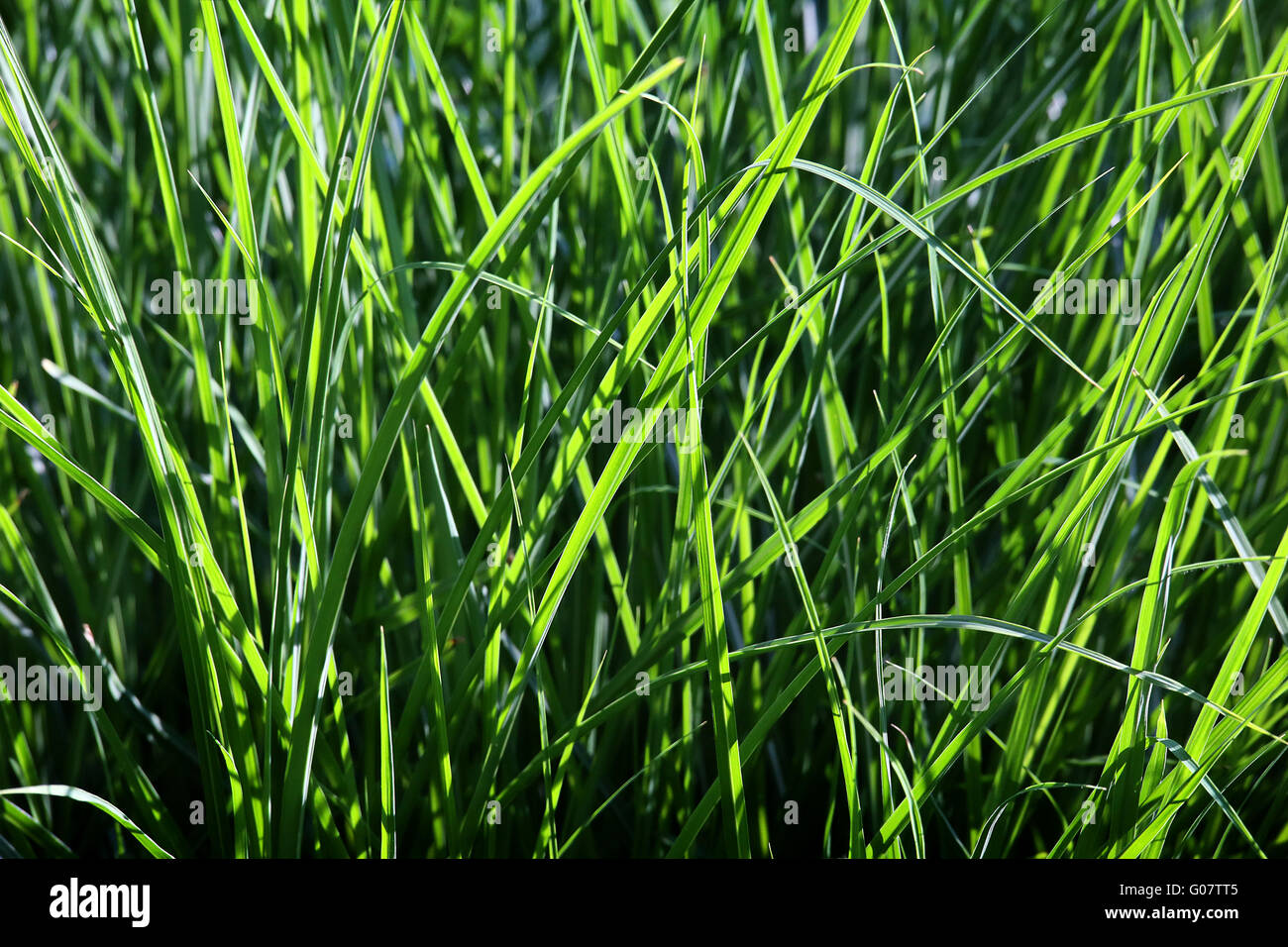 GRASS Stockfoto