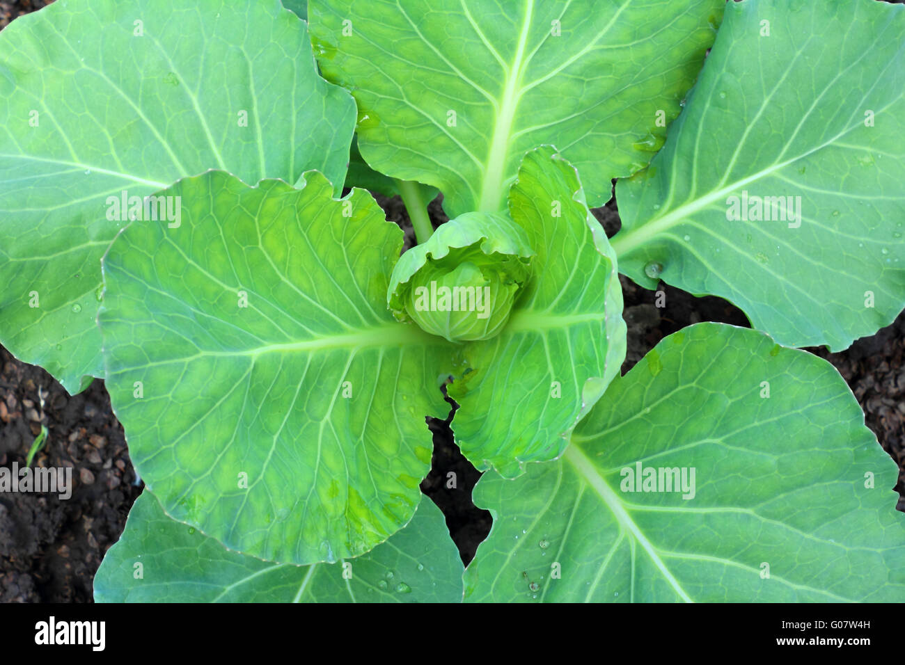 Kohl im Garten wächst Stockfoto