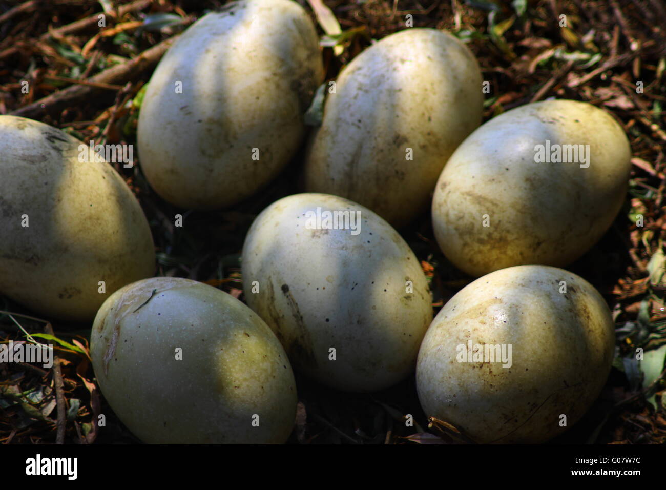 Straußeneier Stockfoto