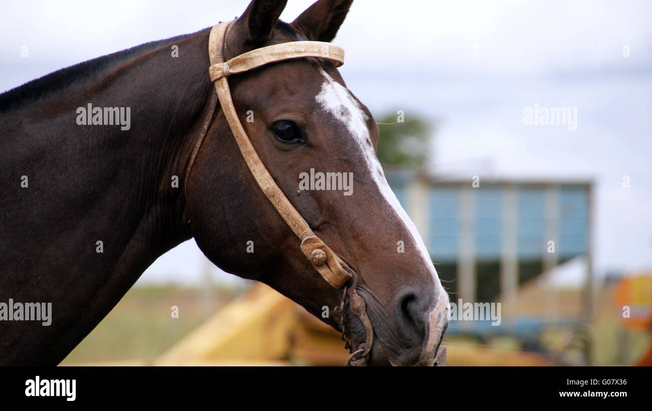 Blut-Pferd Stockfoto