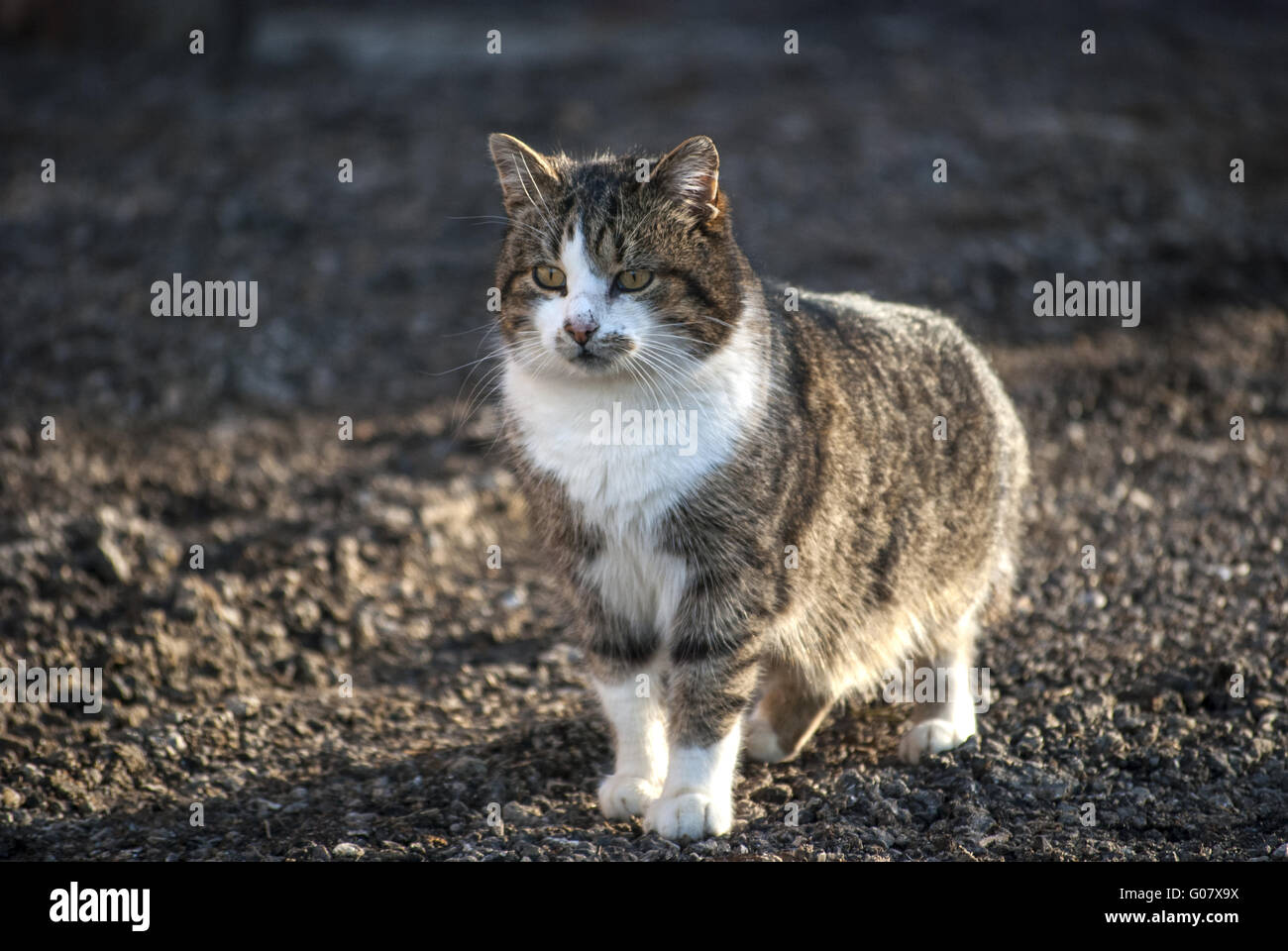 Gemeinsamen Land Katze auf der Erde als Hintergrund Stockfoto