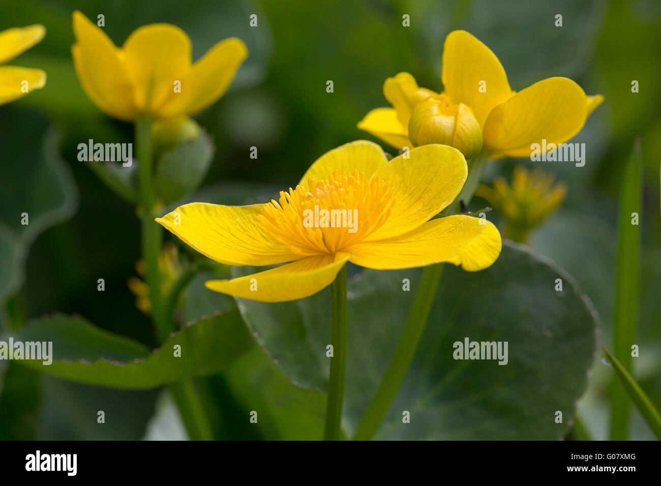 Marsh Marigold (Caltha Palustris); nur zentrale Blume im Fokus Stockfoto