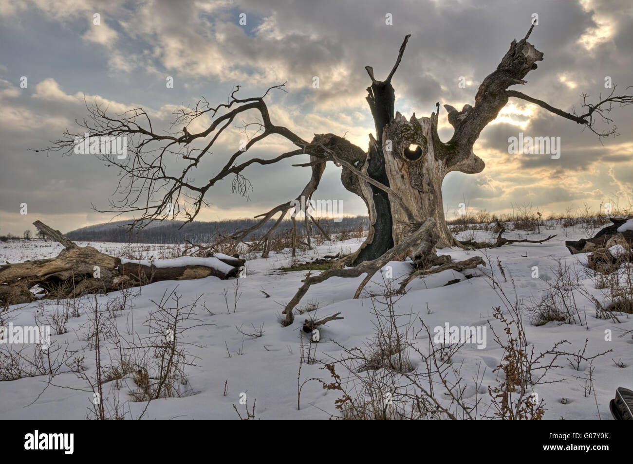 Der alte Baum Stockfoto