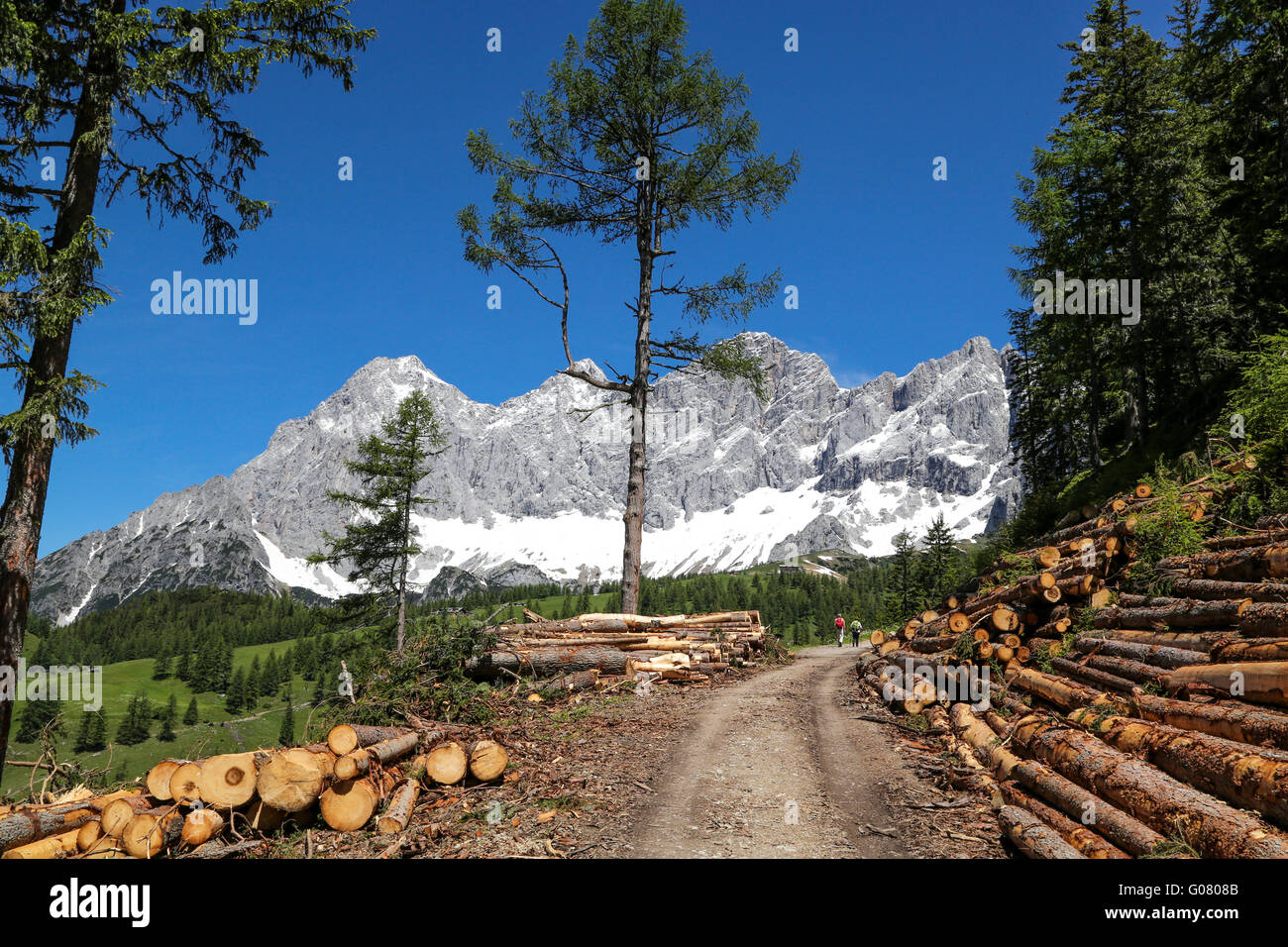holzverarbeitende Industrie / Holz Stockfoto
