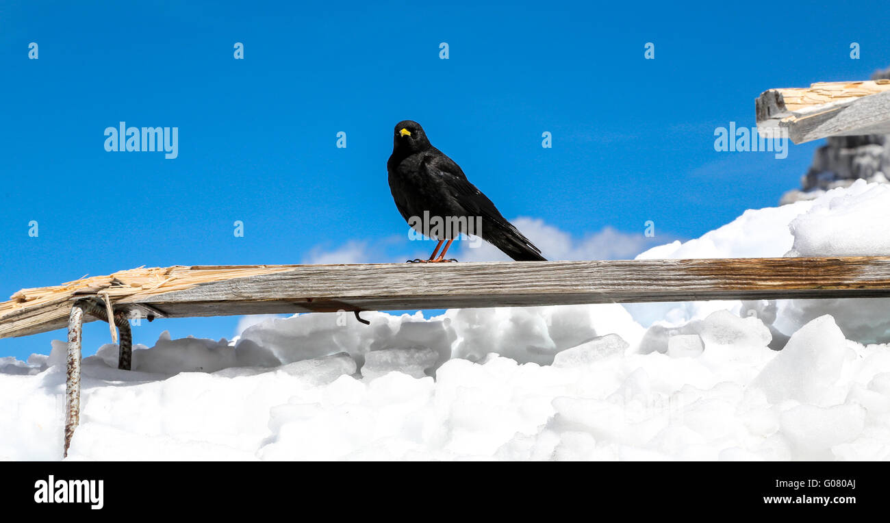 Black Raven auf einem Holzbrett Stockfoto