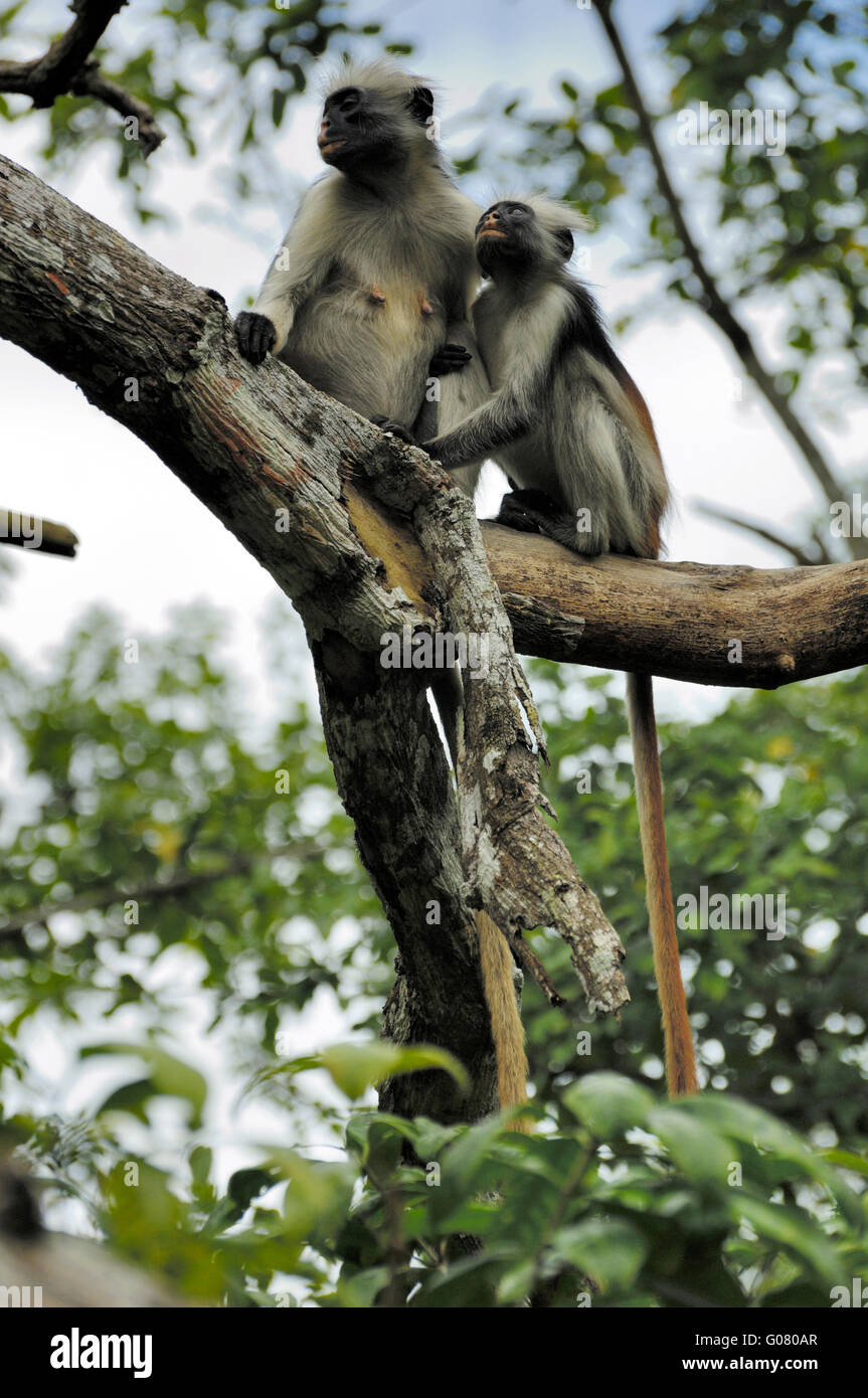 Zanzibar roten Colobus Affen, Jozani Forest Stockfoto