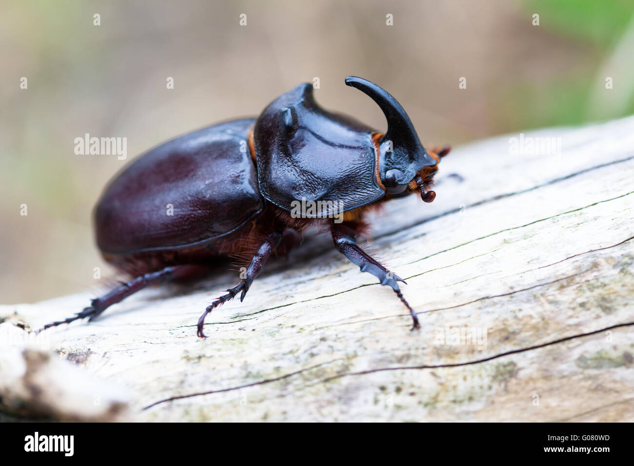 Europäische Nashornkäfer (Oryctes Nasicornis) Stockfoto