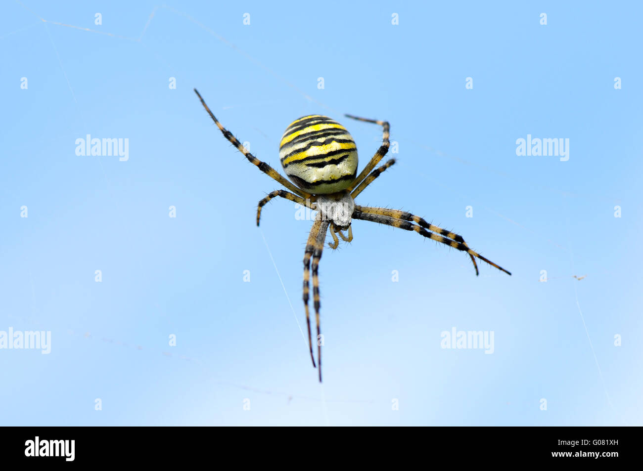 Wasp spider Stockfoto