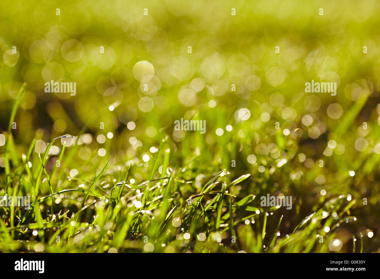 Morgentau auf einer Wiese. Stockfoto