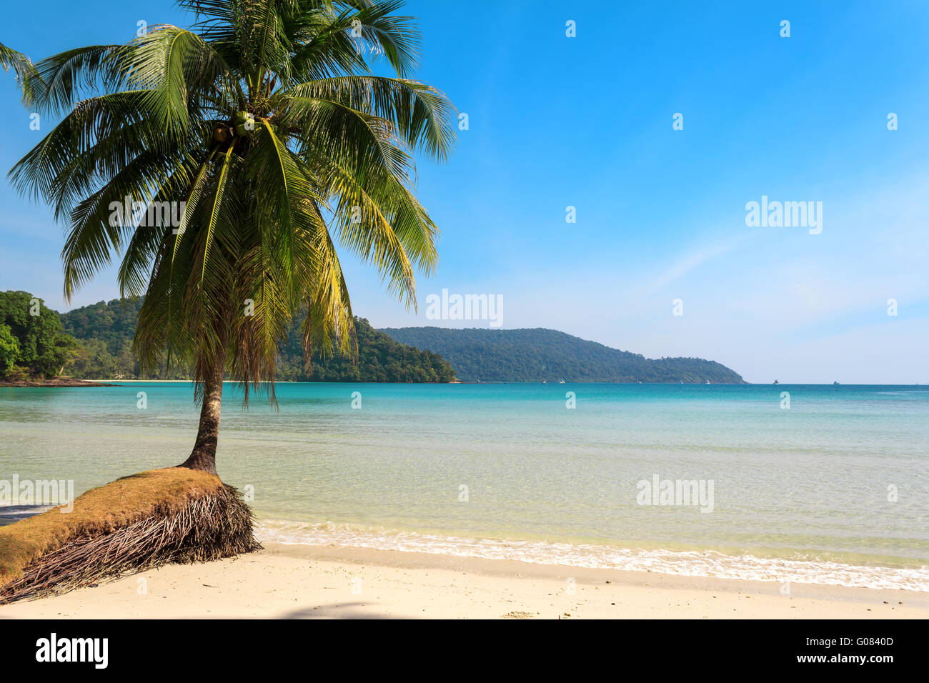Schöne Palme auf einer tropischen Insel Strand Stockfoto
