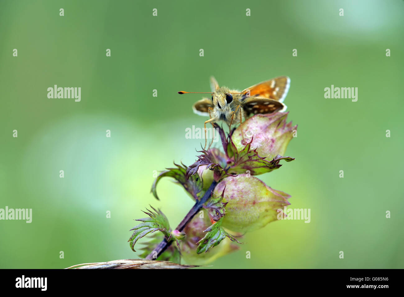 gemeinsame Marke Skipper geöffnet Stockfoto