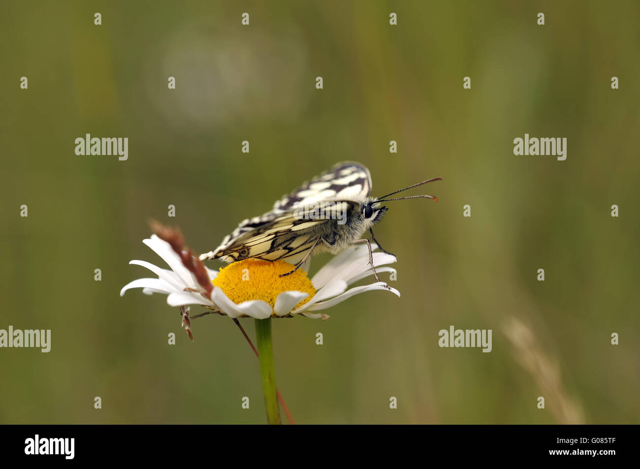 Schachbrettfalter geöffnet Stockfoto