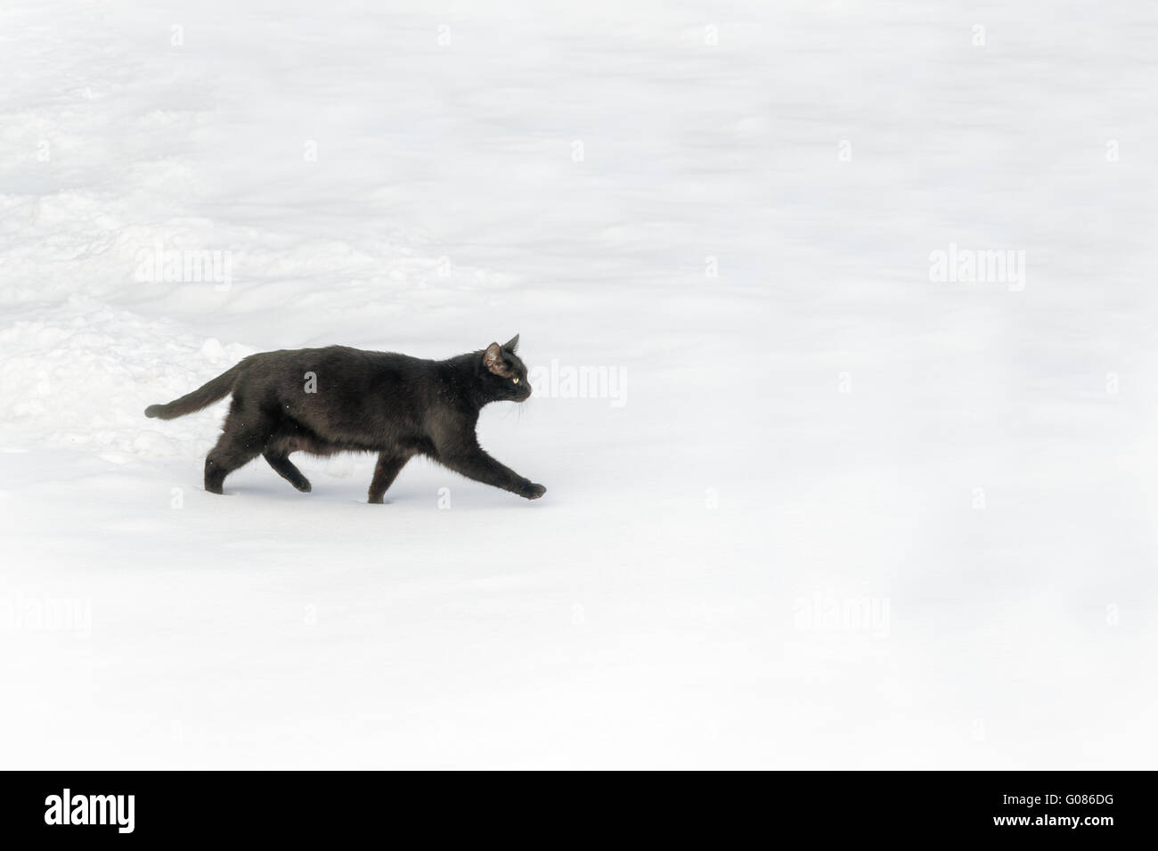 eine schwarze Katze läuft sanft über eine Schneedecke Stockfoto