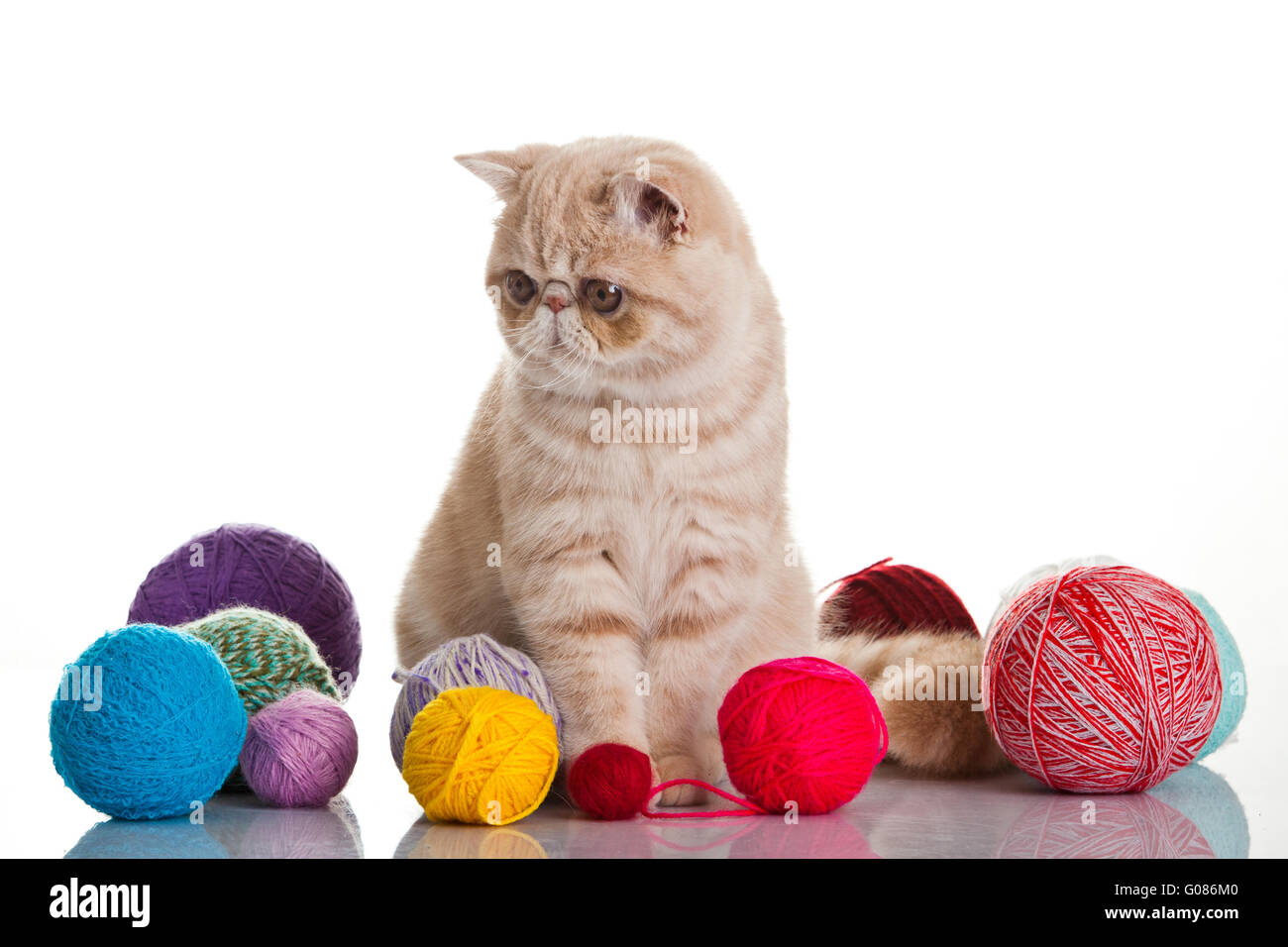 Exotische Kurzhaarkatze. Katze mit Kugeln von Threads. Stockfoto
