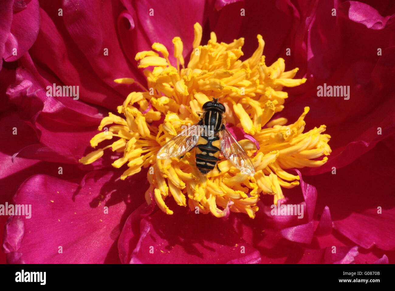 Hoverfly in rote Blume Stockfoto