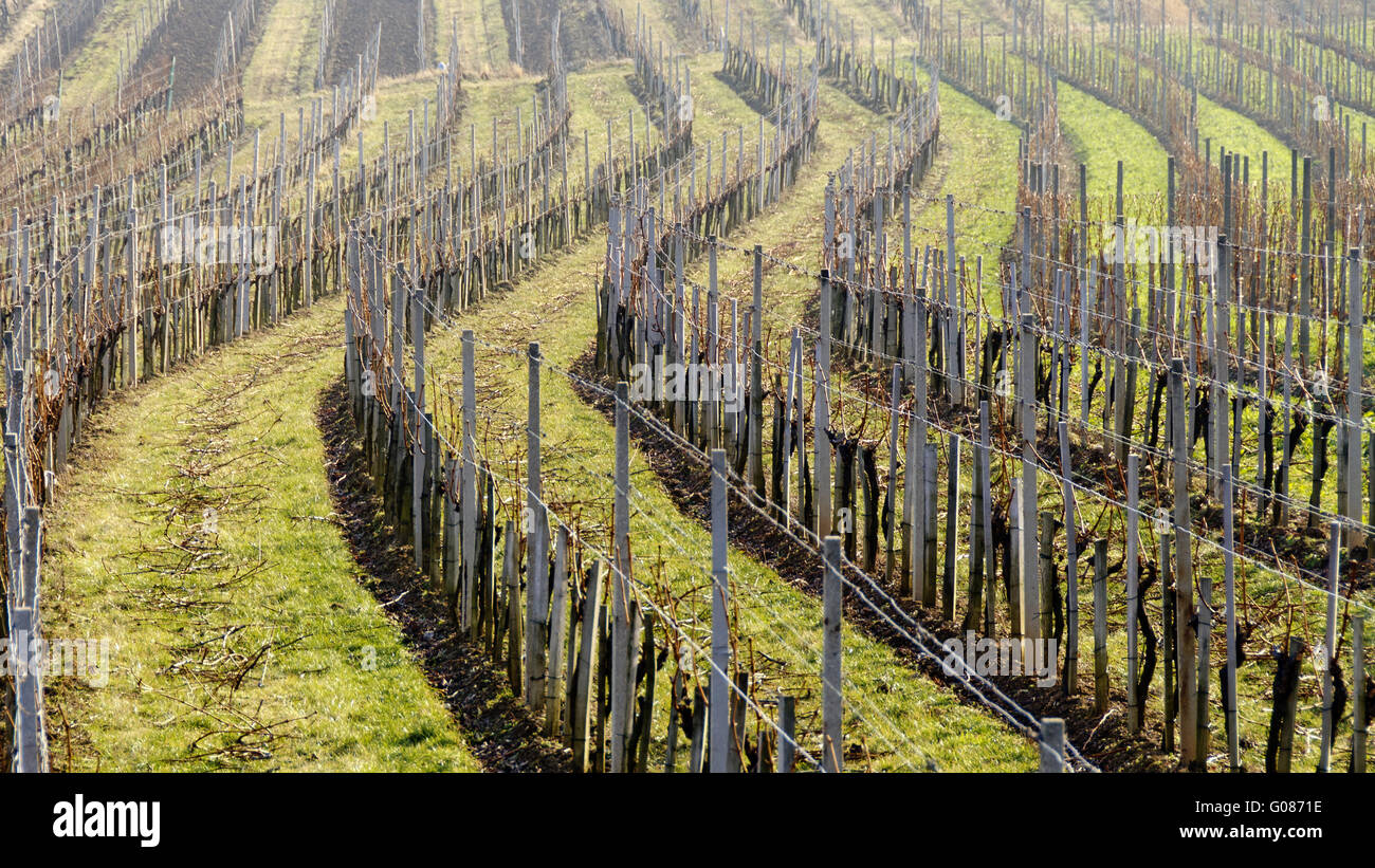 Reihen der Weinstöcke in einem Winter ohne Schnee #2 Stockfoto