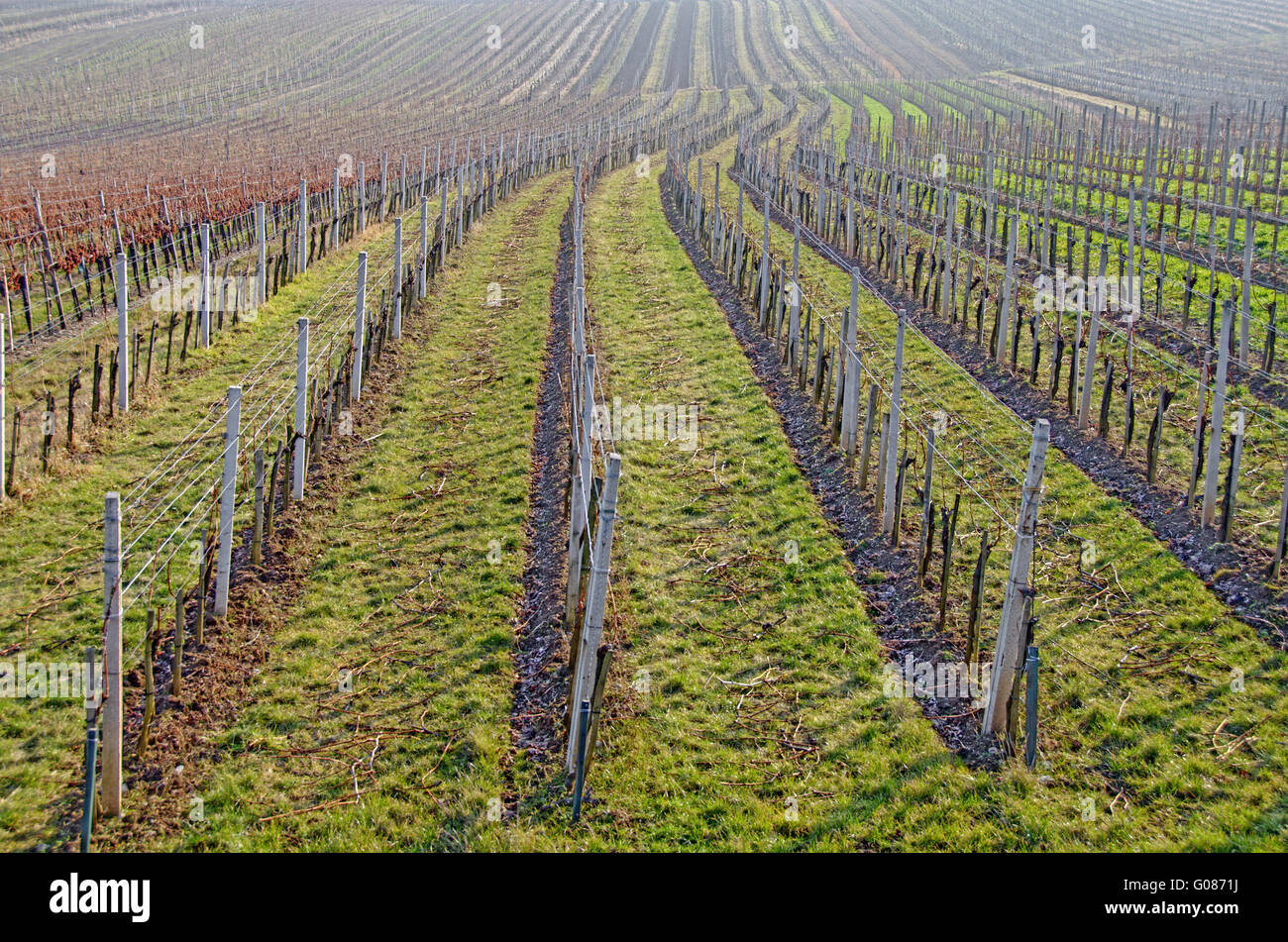 Reihen der Weinstöcke in einem Winter ohne Schnee #1 Stockfoto