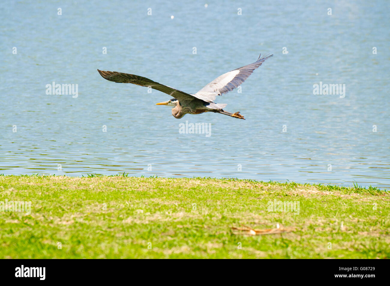 Schöne Kran über See fliegen Stockfoto