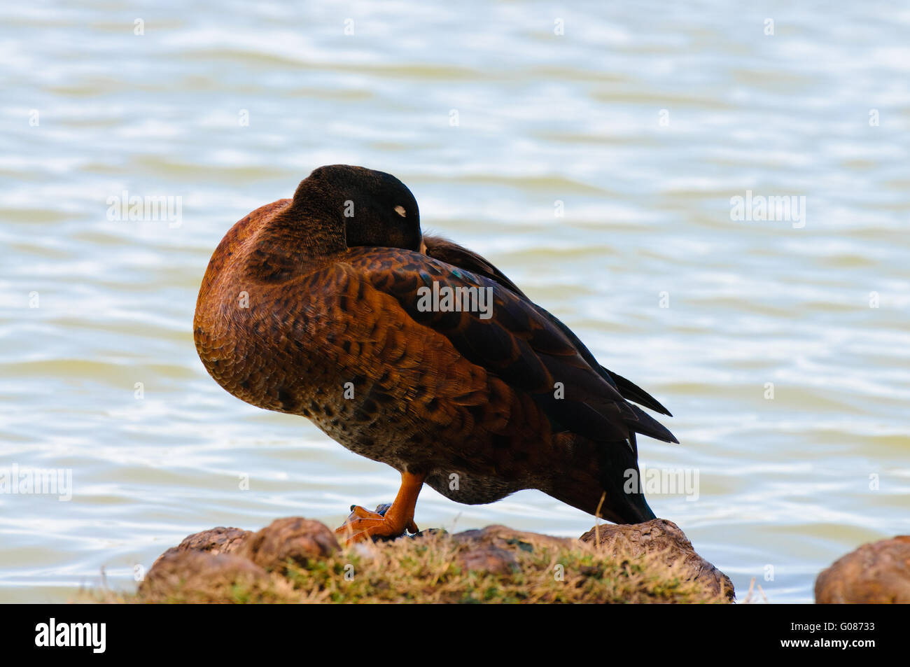 Wildente auf Felsen neben Ufer schlafen Stockfoto