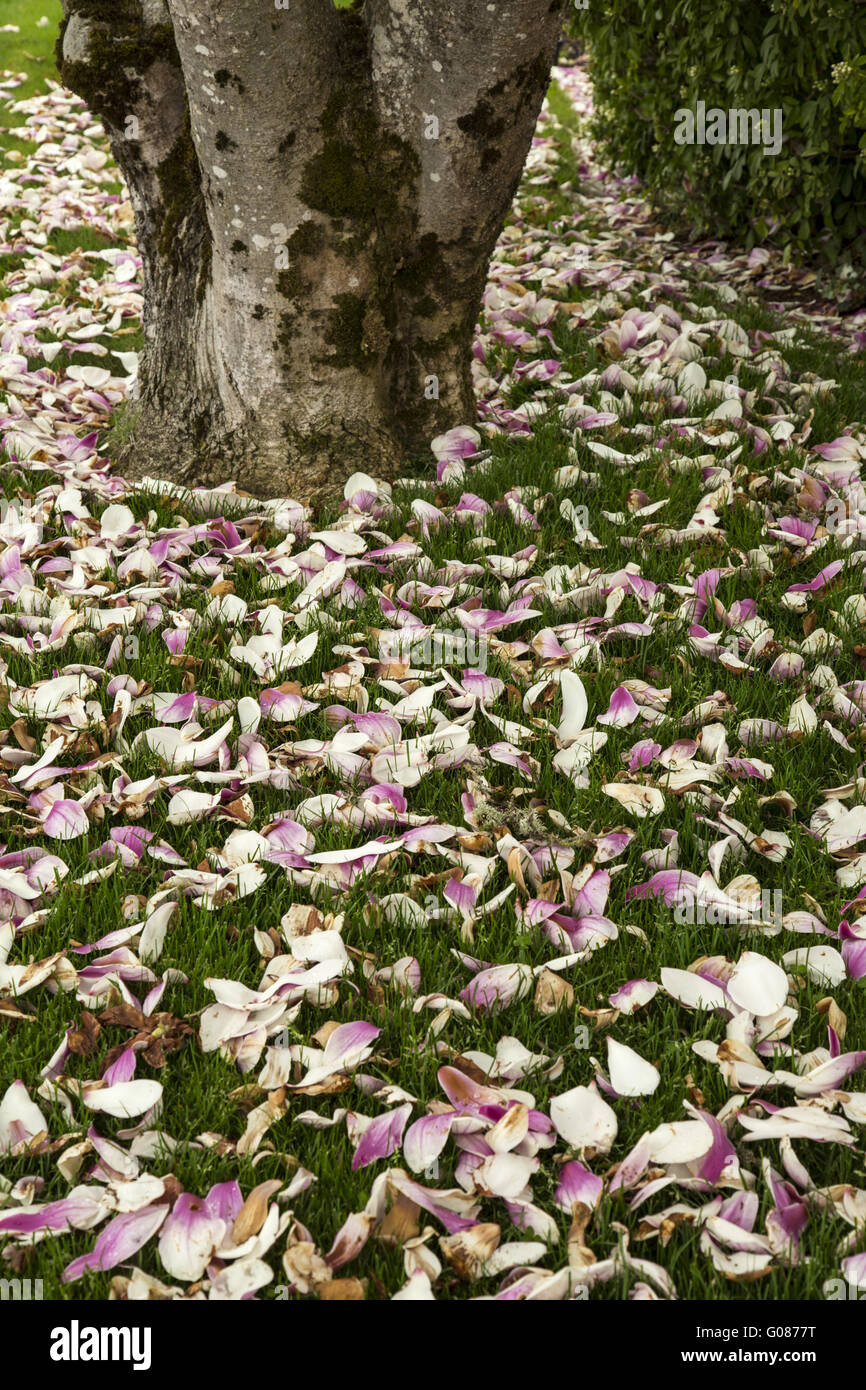 Magnolie Blätter auf Rasen Stockfoto