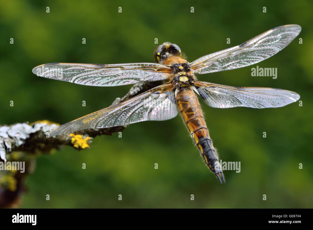 Vier - spotted Chaser Stockfoto