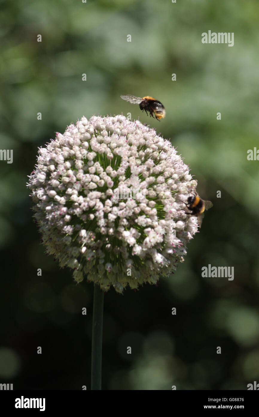 Hummeln fliegen um sphärische Lauch Blumen Stockfoto