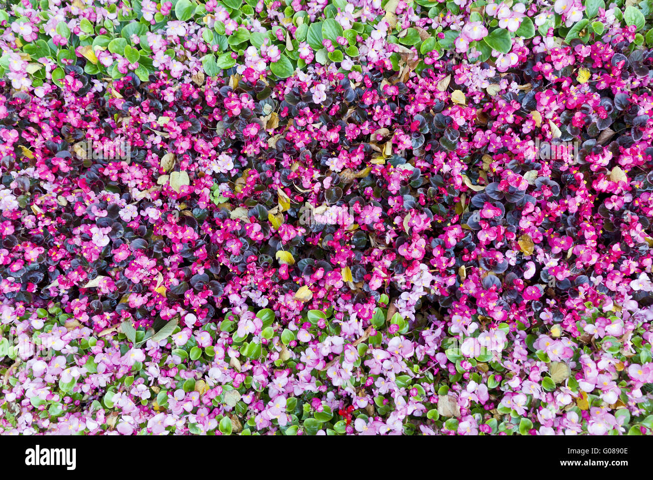 Abstrakt Blumen Hintergrund Stockfoto
