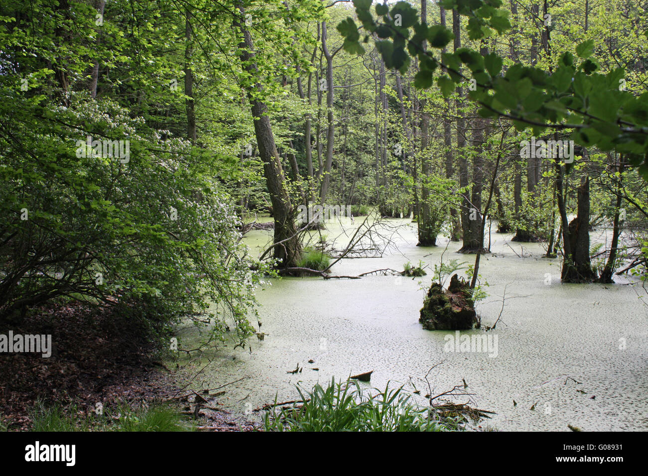 Marsh Landschaft, Insel Rügen Stockfoto