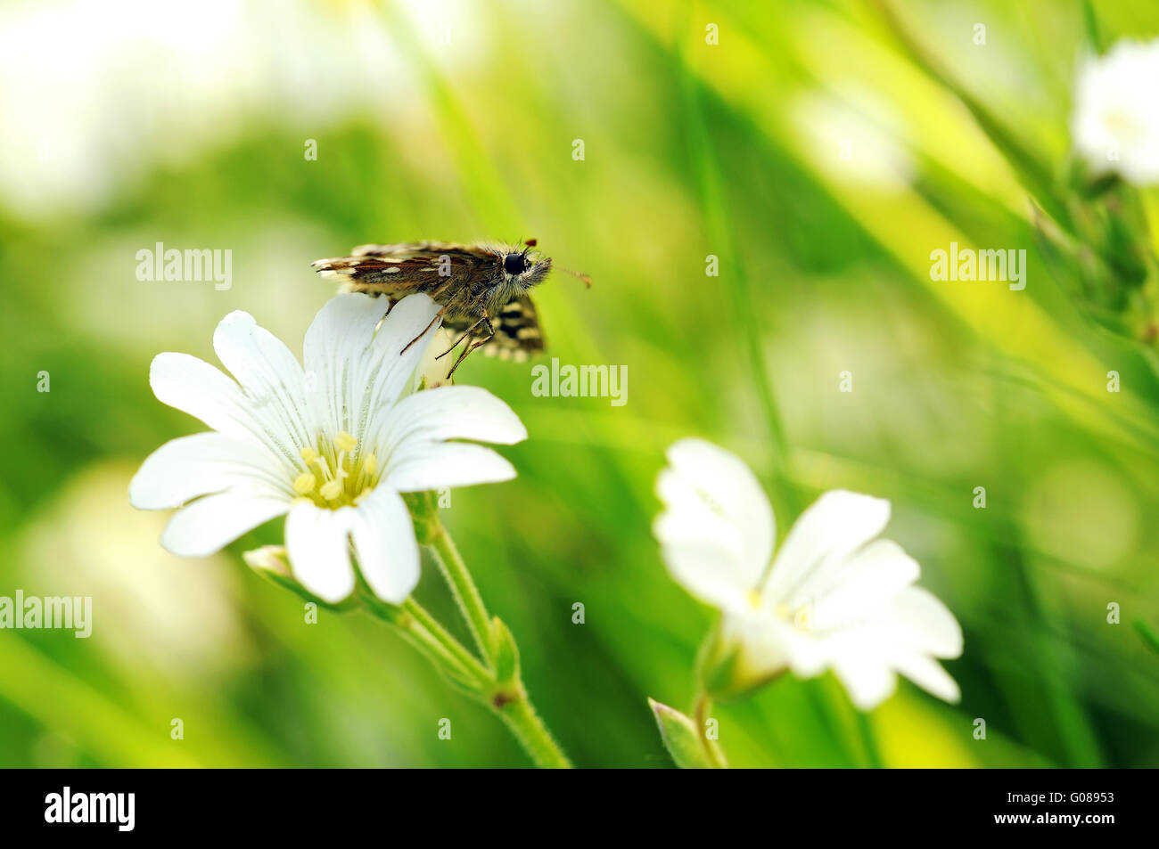 ergrauten Skipper auf weißen flowerVII Stockfoto