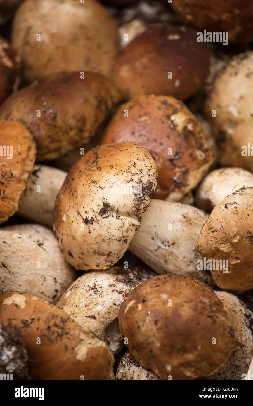 Nahaufnahme paar Steinpilze auf dem Markt in Italien Stockfoto