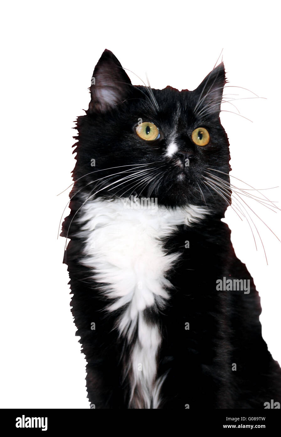 schwarze Katze auf dem weißen Hintergrund isoliert Stockfoto