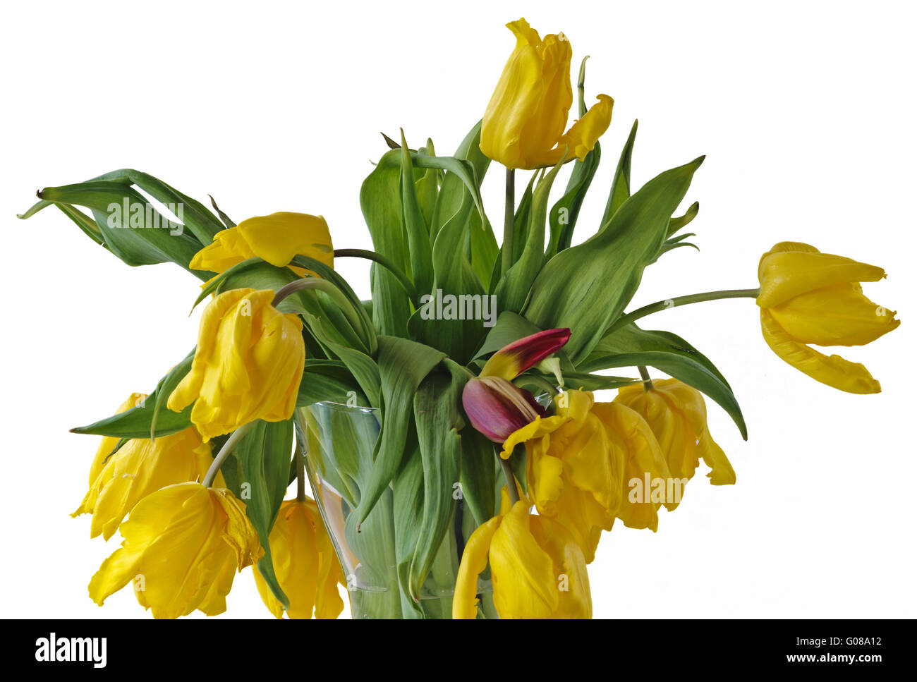 Vase mit einem Bündel von schlaff herabhängenden gelbe Tulpen Stockfoto