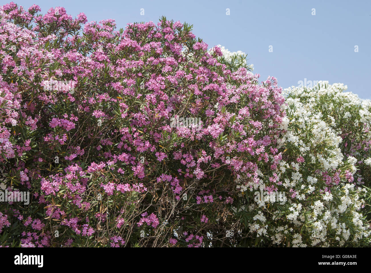 Lila und weißen Oleander Busch Closeup am blauen Himmel Stockfoto