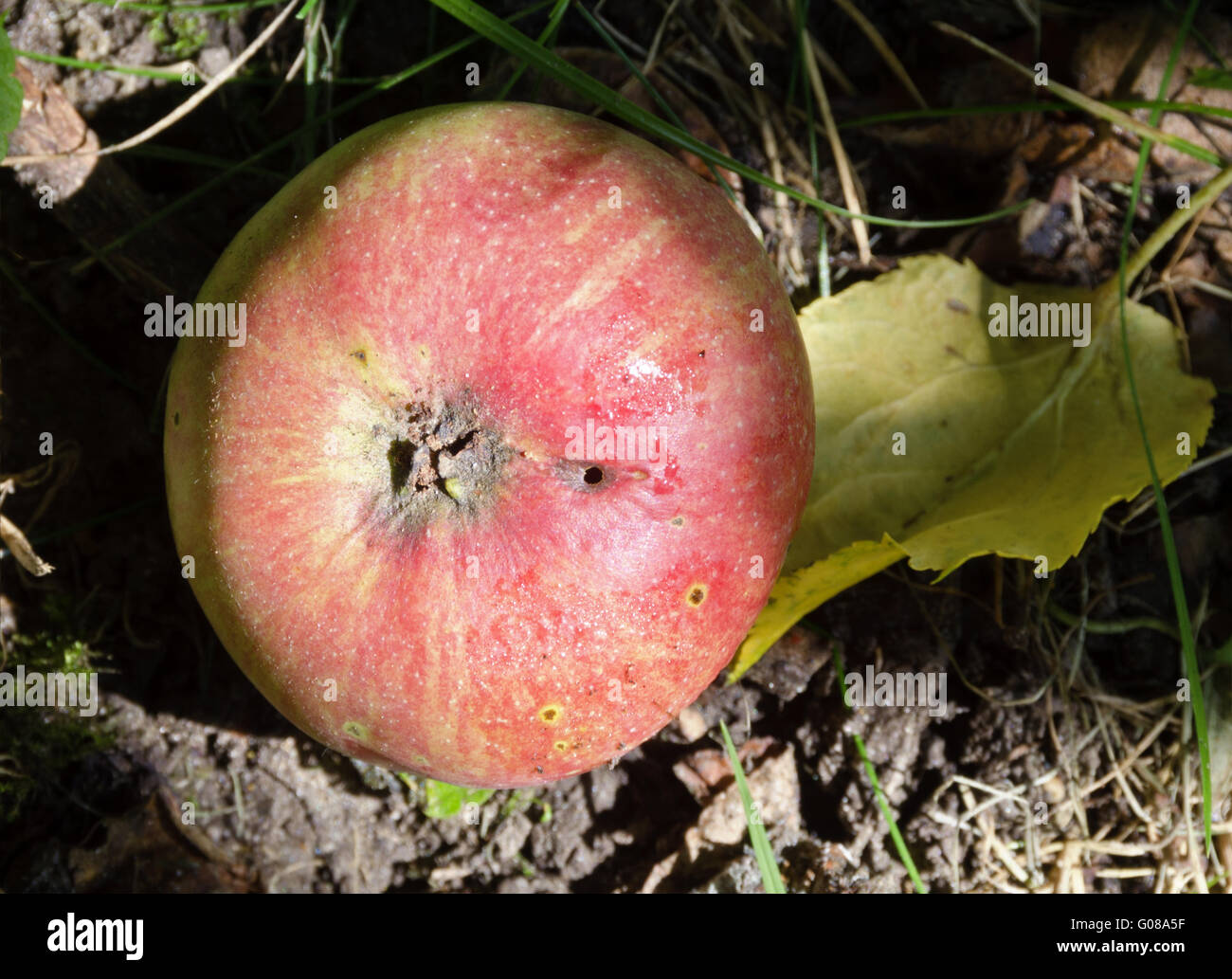 roter Apfel mit Wurmloch auf Gartenerde liegend Stockfoto